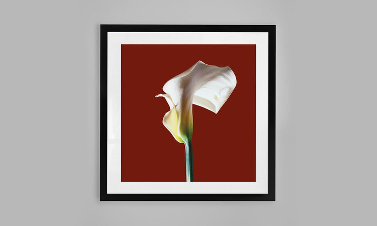 Calla Lily - Red