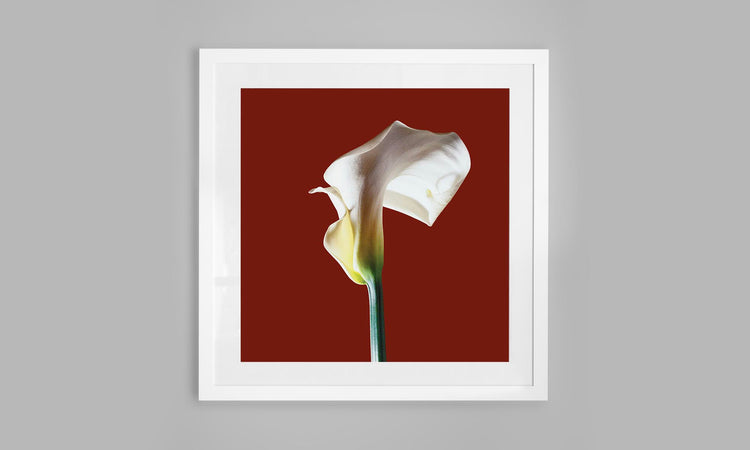 Calla Lily - Red