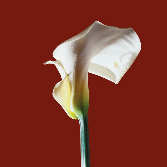 Calla Lily - Red