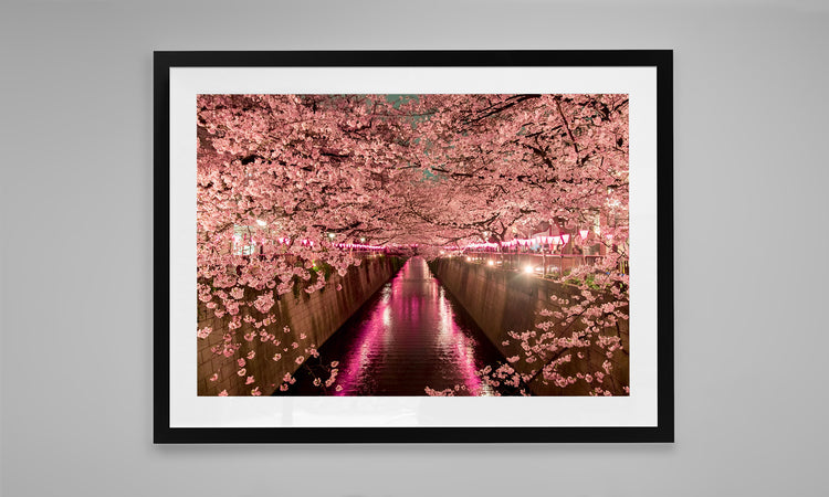 Cherry Blossoms, Meguro River, Tokyo, Japan.