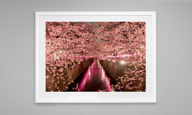 Cherry Blossoms, Meguro River, Tokyo, Japan.