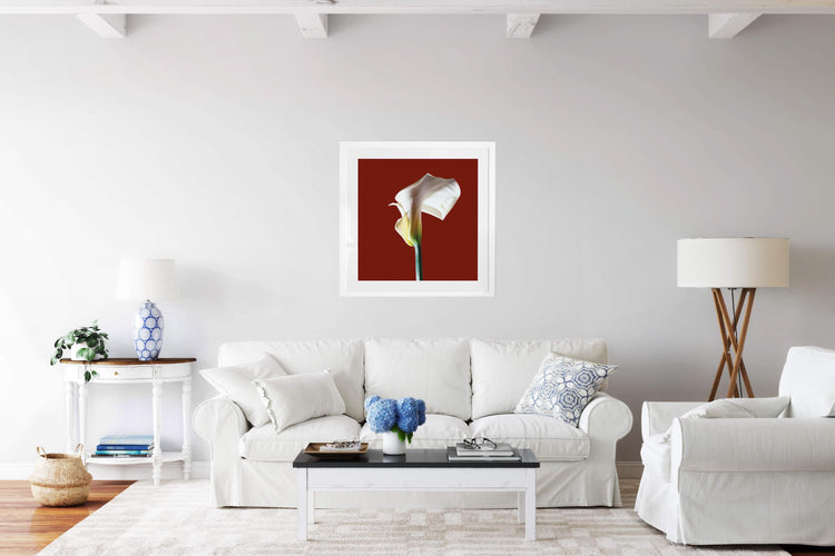 Calla Lily - Red