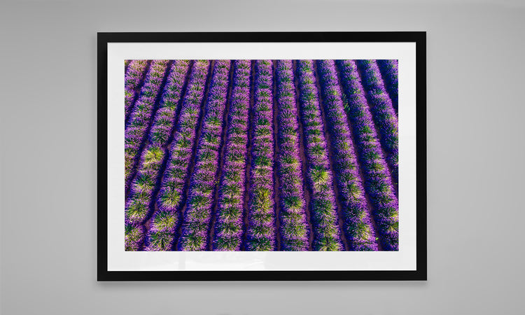 Lavender Field in Provence