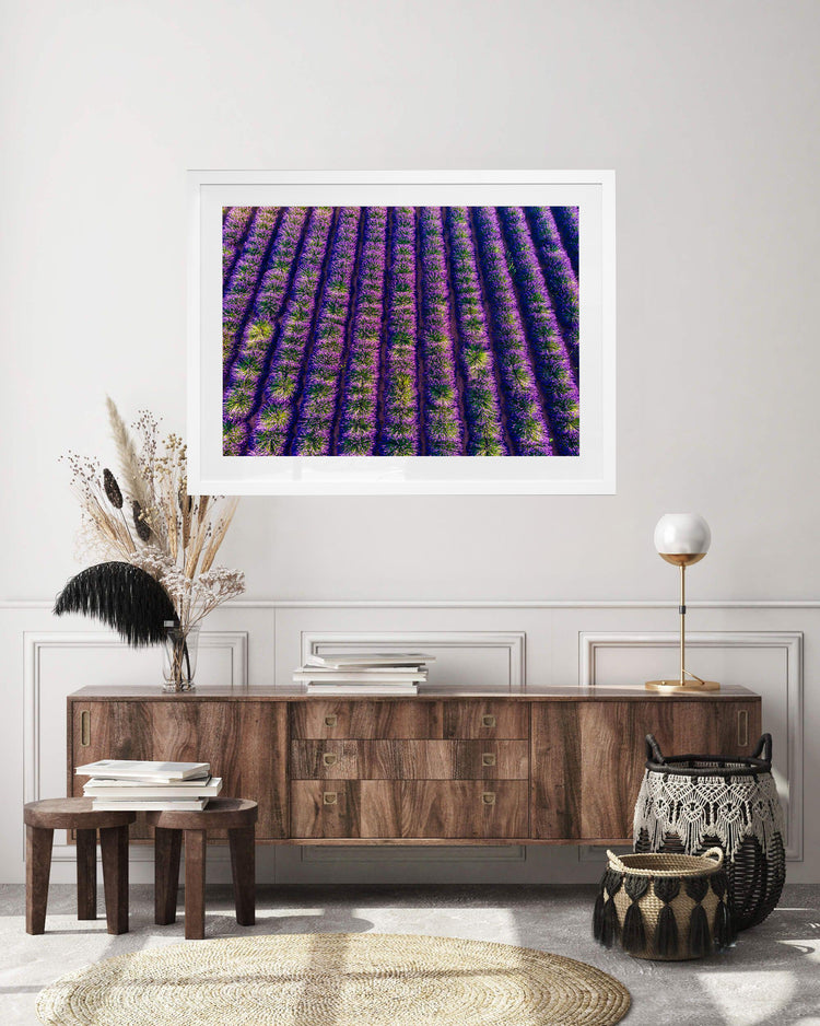 Lavender Field in Provence