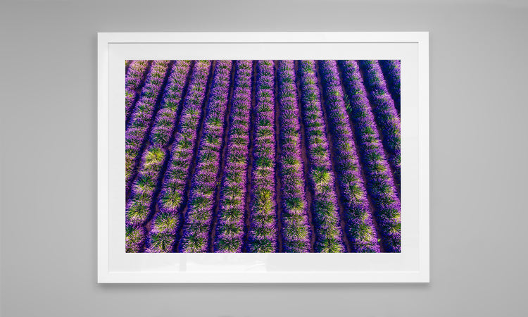 Lavender Field in Provence