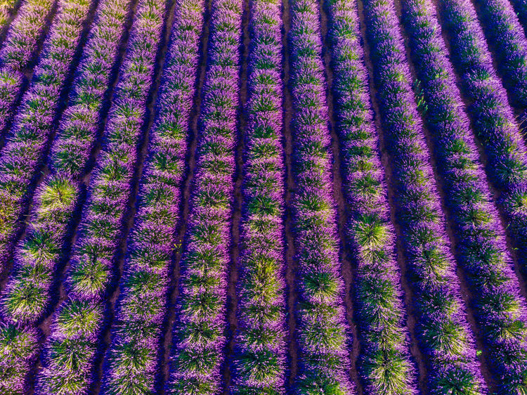 Lavender Field in Provence