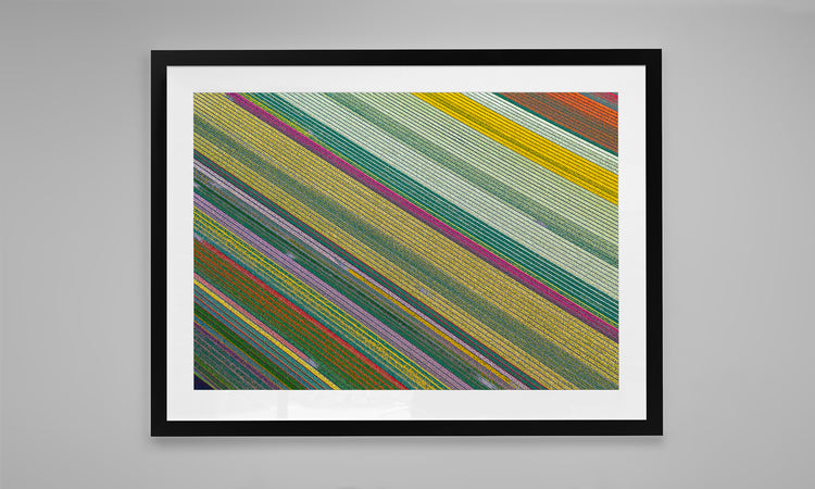 Fields of Wonder - Tulips