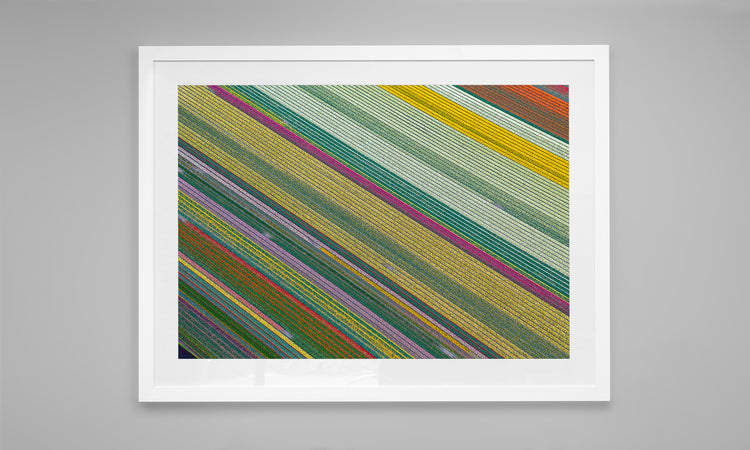 Fields of Wonder - Tulips