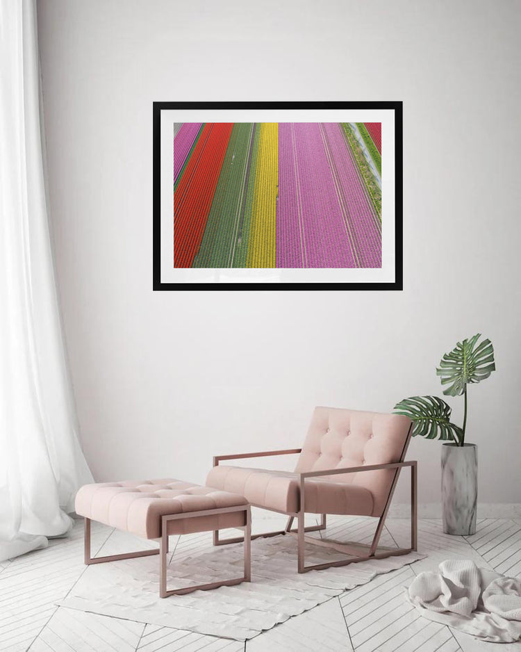 Rainbow Rows - Tulip Fields