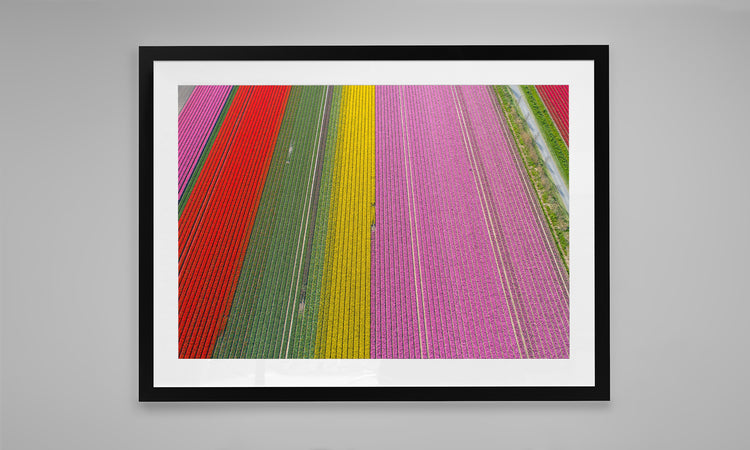 Rainbow Rows - Tulip Fields