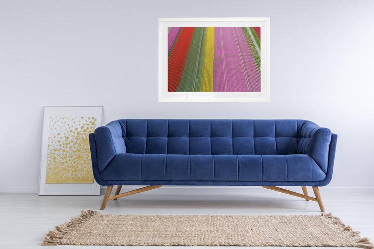 Rainbow Rows - Tulip Fields