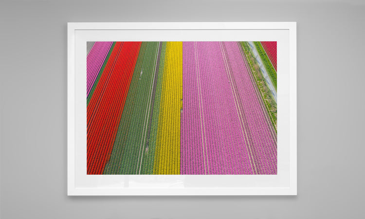Rainbow Rows - Tulip Fields