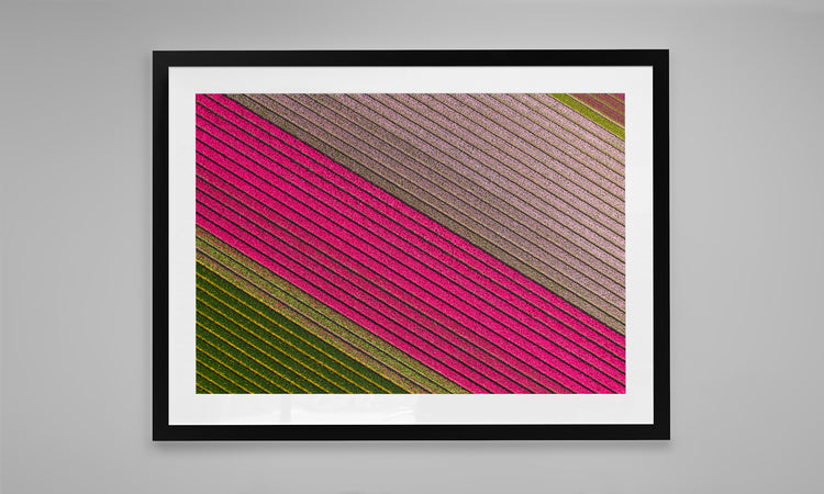 Fields of Joy - Tulips in The Netherlands