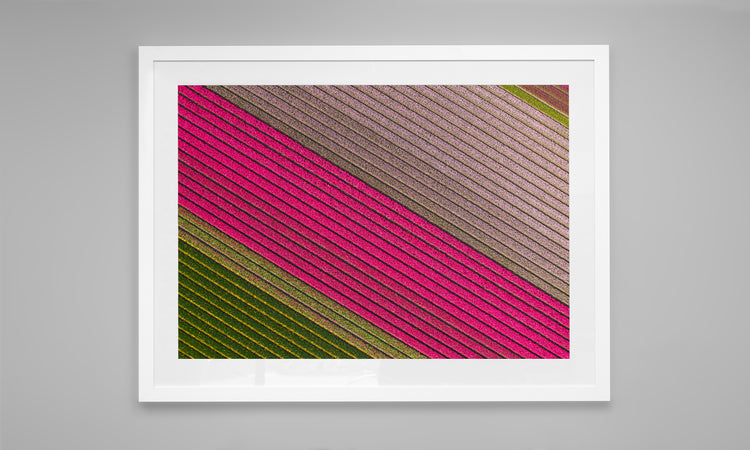 Fields of Joy - Tulips in The Netherlands