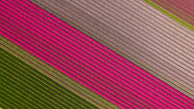Fields of Joy - Tulips in The Netherlands