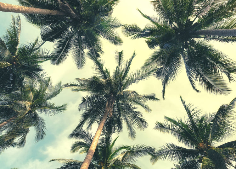 Under The Palms