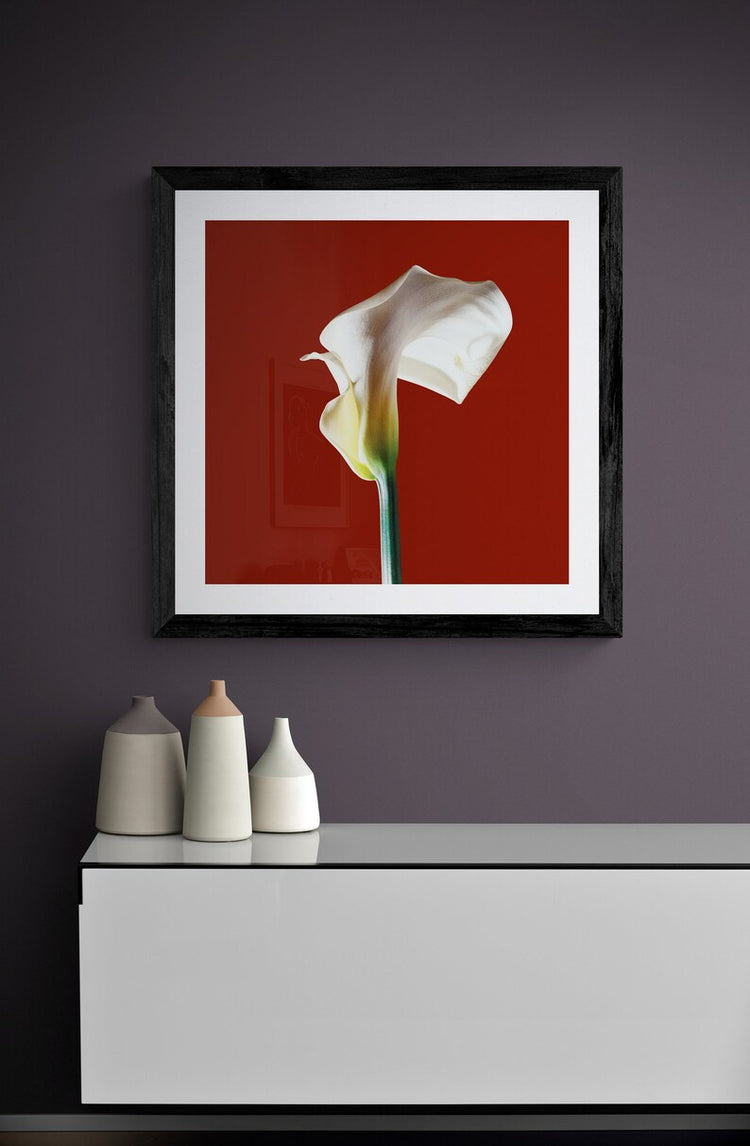 Calla Lily - Red