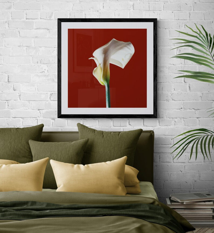 Calla Lily - Red