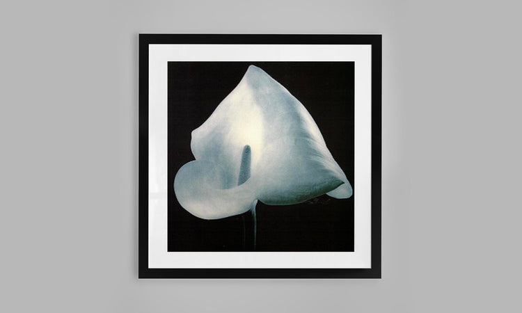 Petal Reverie