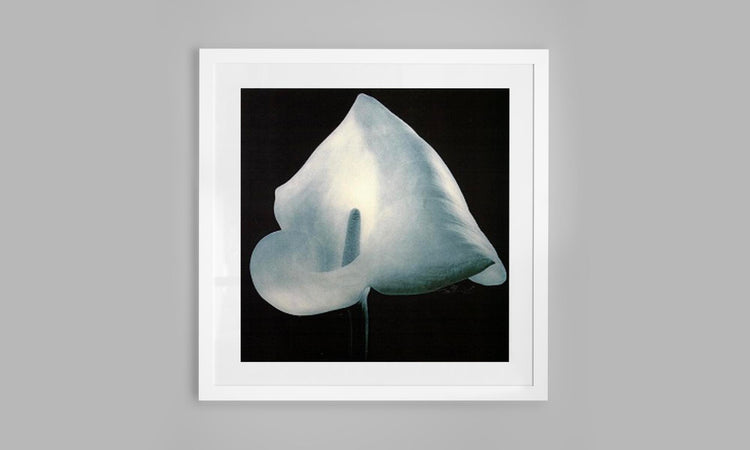 Petal Reverie