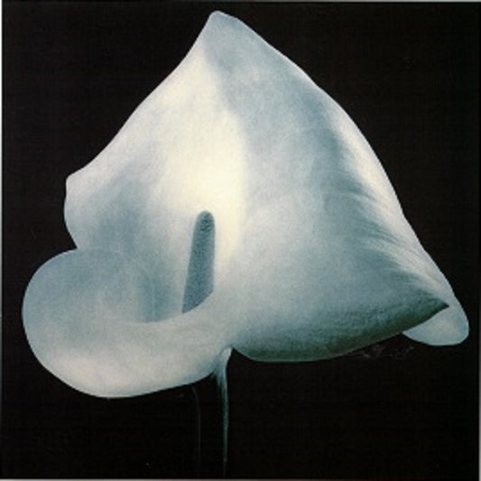 Petal Reverie