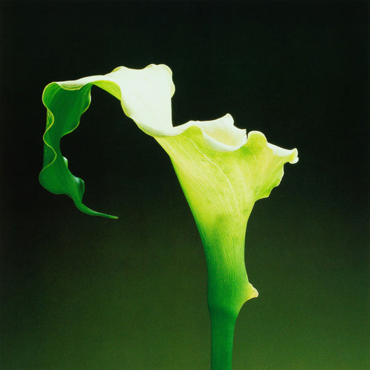 Celestial Lily