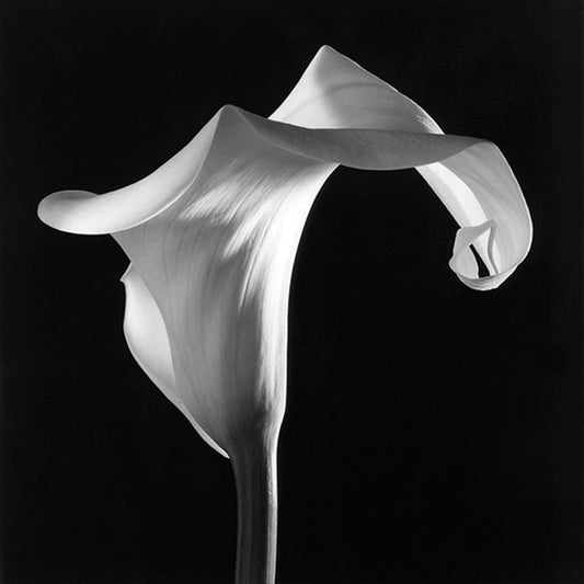 Ivory Whisper