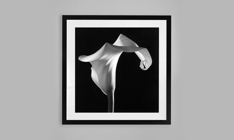 Ivory Whisper