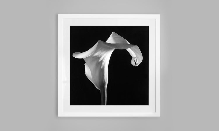 Ivory Whisper