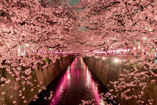 Cherry Blossoms, Meguro River, Tokyo, Japan.