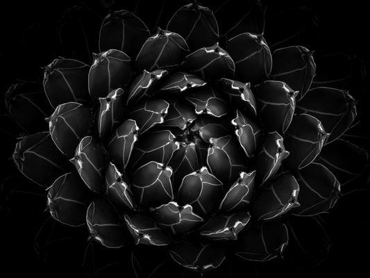 Petals of Obsidian
