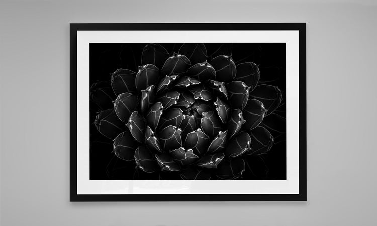 Petals of Obsidian