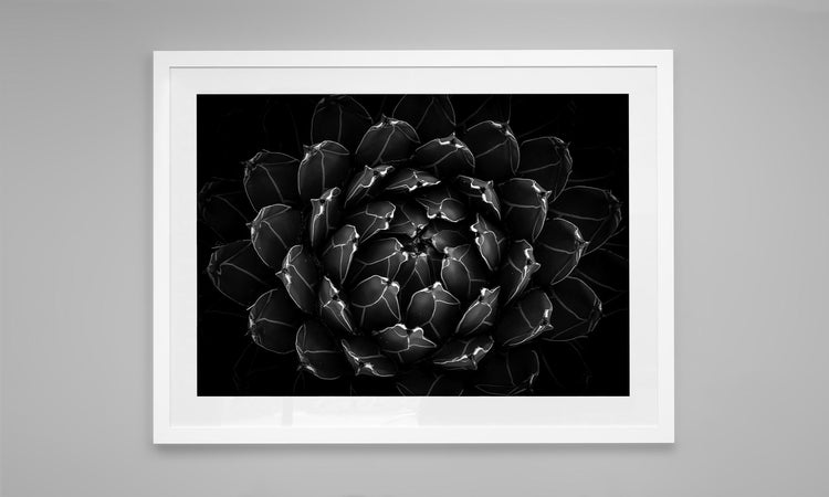 Petals of Obsidian