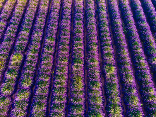 Lavender Field in Provence
