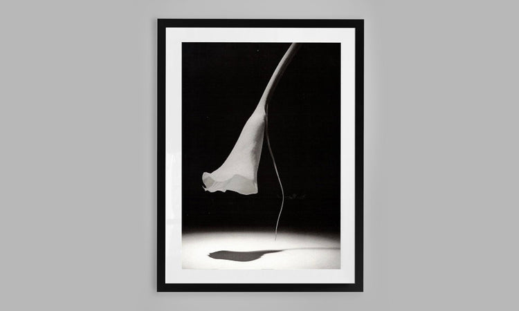 Moonlit Lily