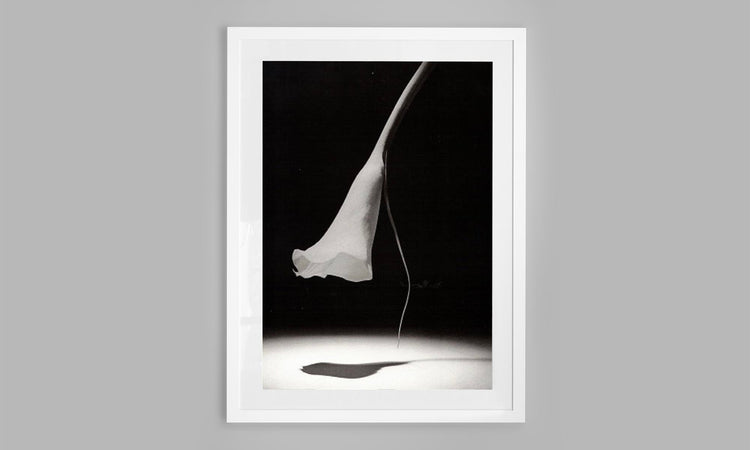 Moonlit Lily