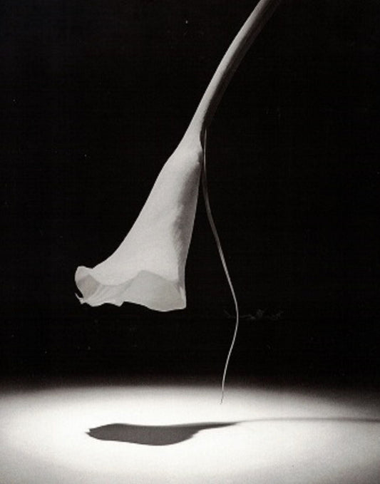 Moonlit Lily