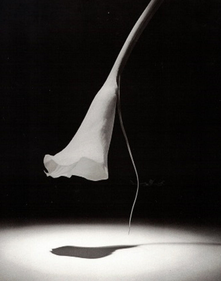 Moonlit Lily