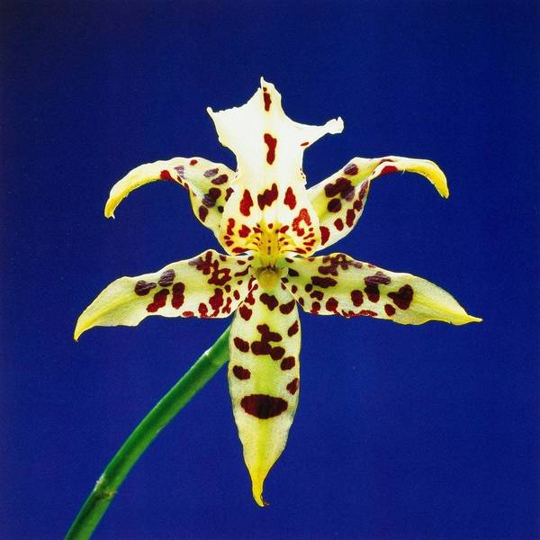Tiger Lily Joy