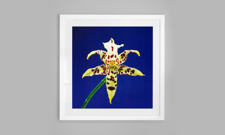 Tiger Lily Joy