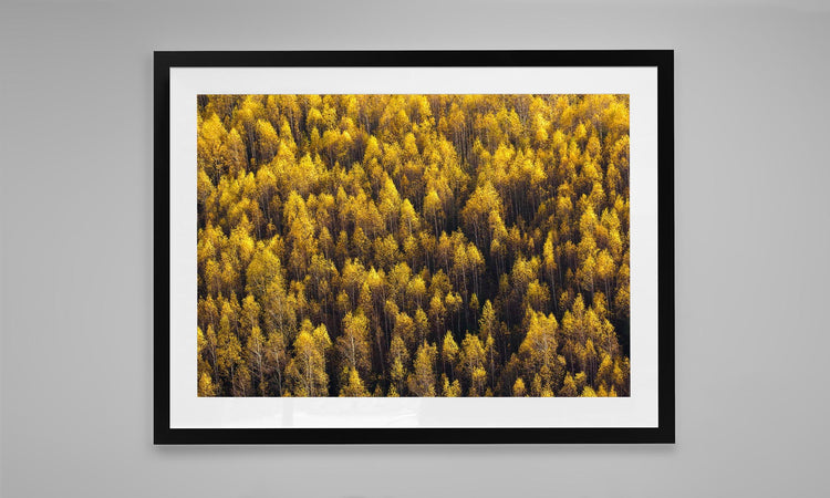 Forest Mosaic