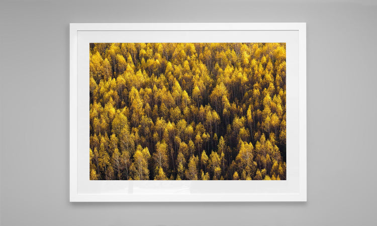 Forest Mosaic