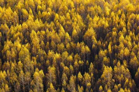 Forest Mosaic