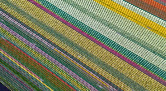 Fields of Wonder - Tulips