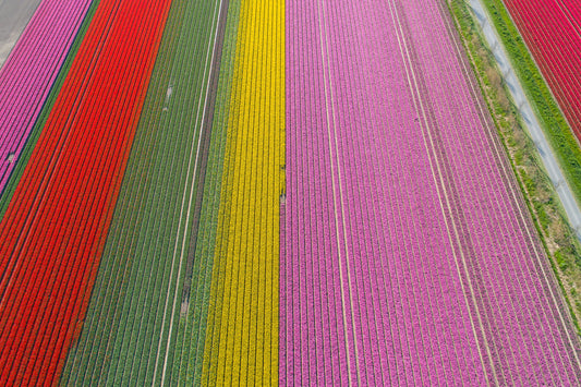 Rainbow Rows - Tulip Fields
