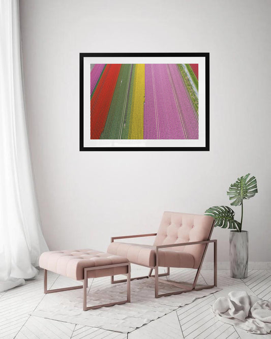 Rainbow Rows - Tulip Fields