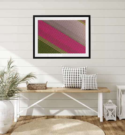 Fields of Joy - Tulips in The Netherlands