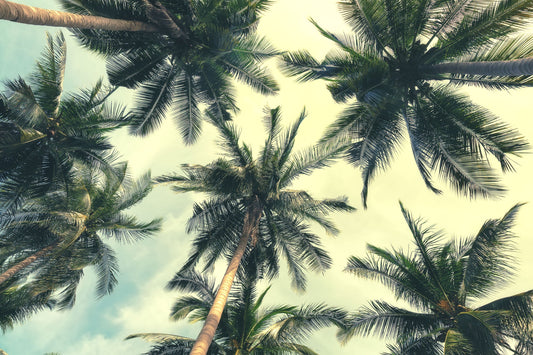 Under The Palms